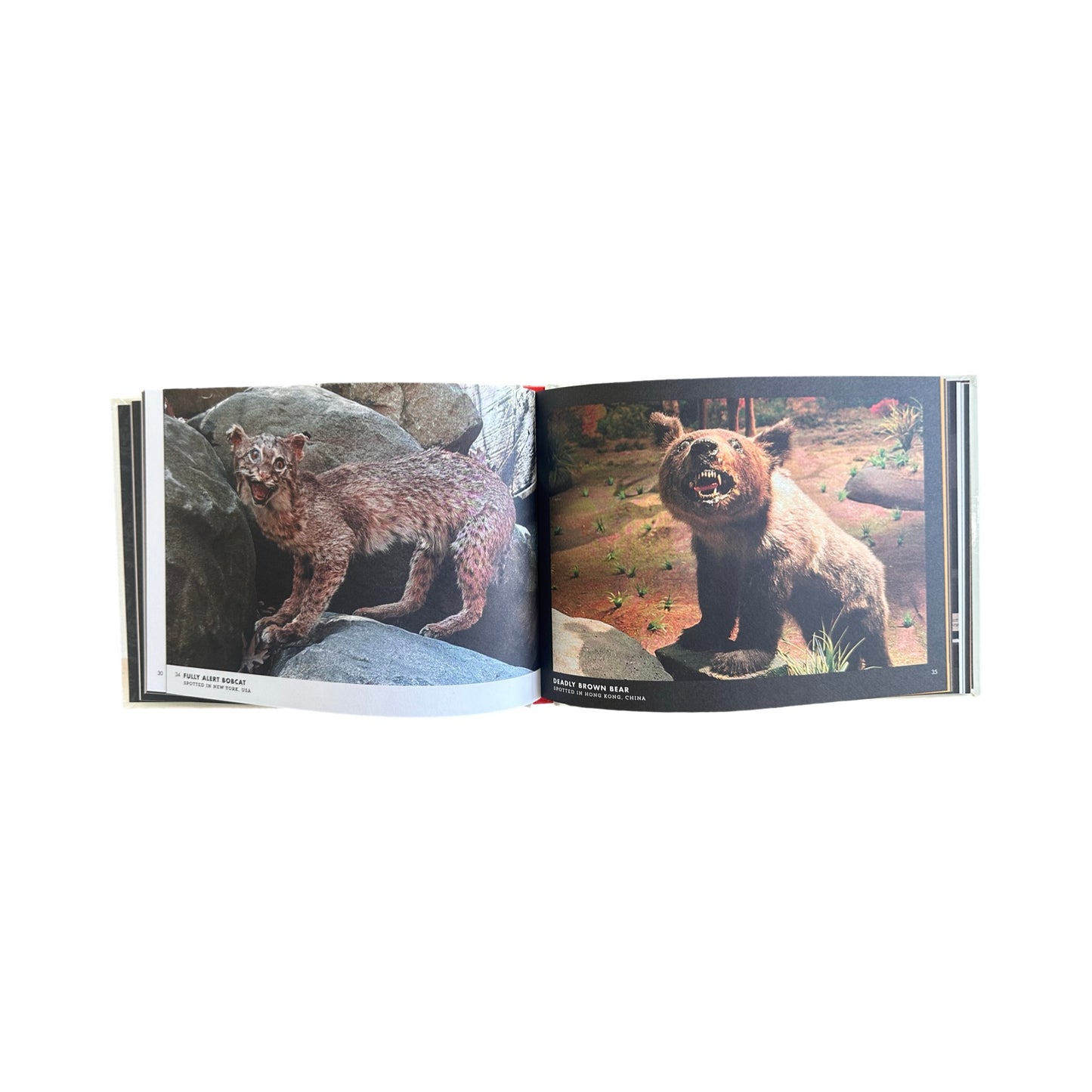 Crap Taxidermy Book