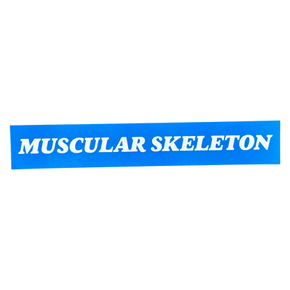 Muscular Skeleton Bumper Sticker