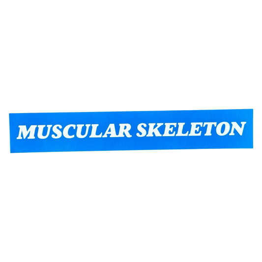 Muscular Skeleton Bumper Sticker