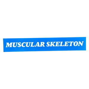 Muscular Skeleton Bumper Sticker